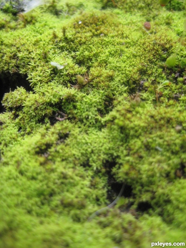 Green and damp moss